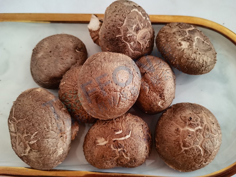 冷凍干燥機(jī)|凍干機(jī)|真空冷凍干燥機(jī)|大型冷凍干燥機(jī)|食品凍干機(jī)|制藥真空冷凍干燥機(jī)|食品凍干設(shè)備|制藥冷凍干燥機(jī)