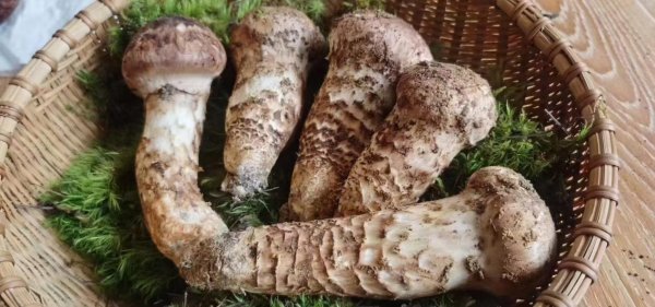 冷凍干燥機凍干松茸的生產(chǎn)工藝